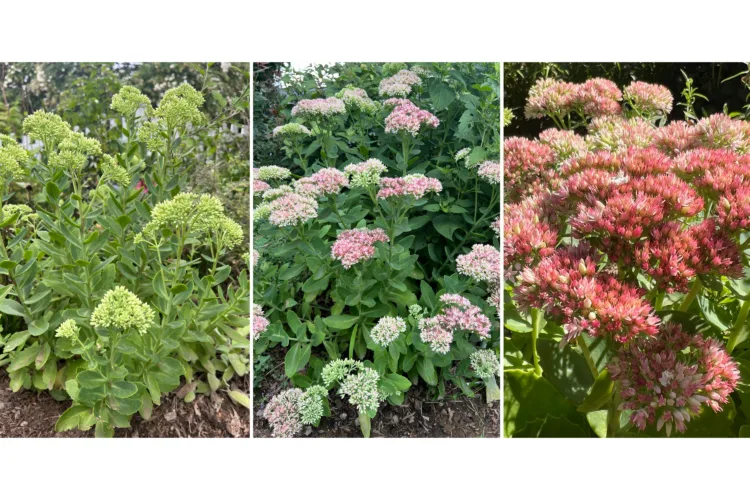 These plants add color to gardens and pots when summer flowers fade